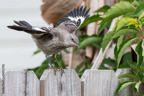 Fototapeta Mockingbird na skrzydłach ogrodzenia z drewna rozłożone wokół do pływania