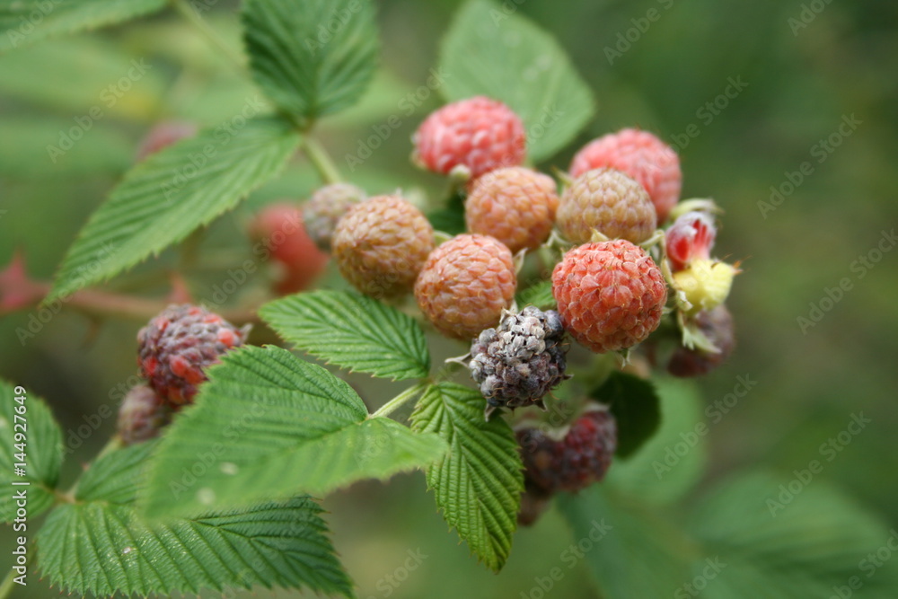 fruit fruit