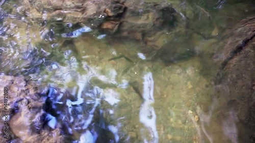Abstract nature background, school of fishes in clear lake water