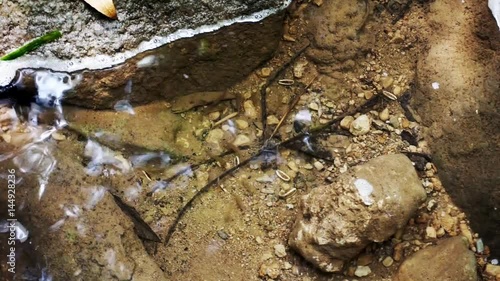 Abstract nature background, school of fishes in clear lake water