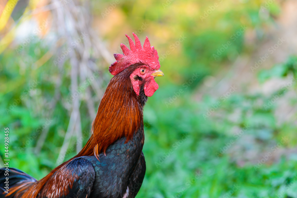 Fototapeta premium colorful rooster on green nature background