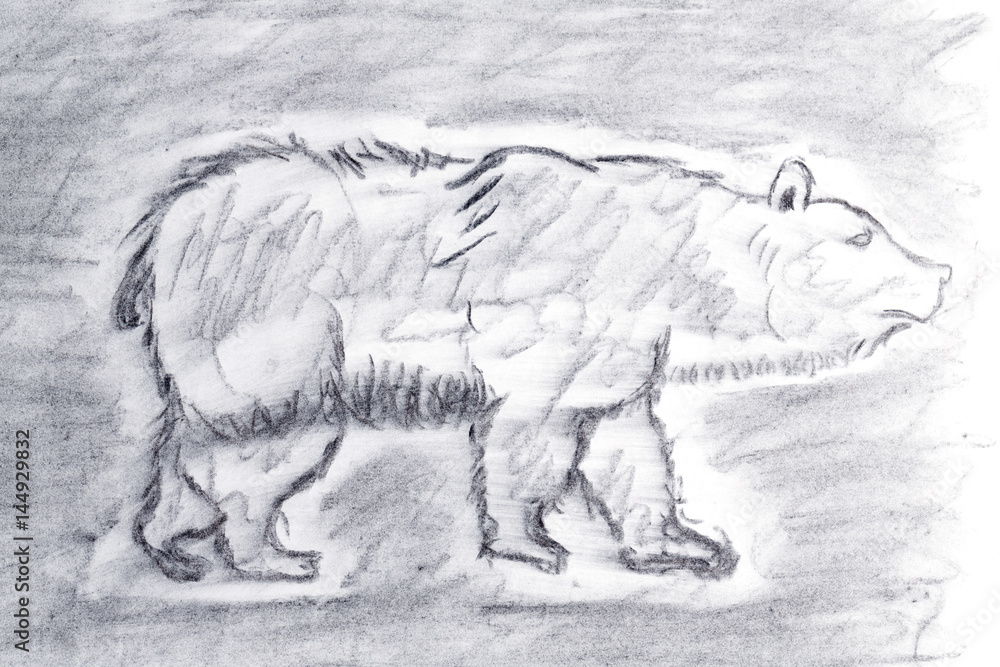 Obraz premium Bear Sketch drawn with charcoal