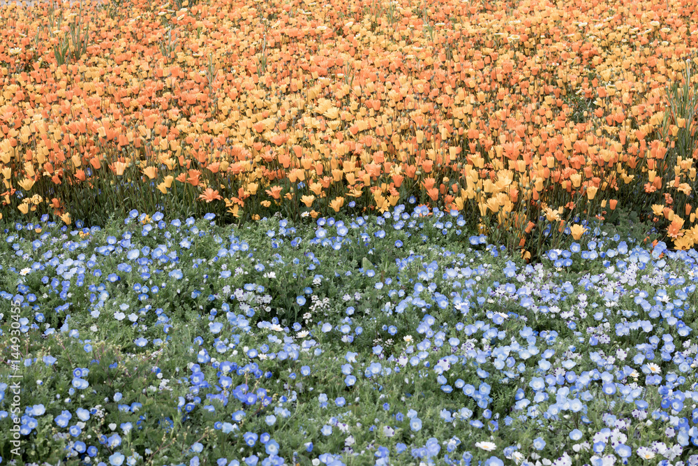 オレンジ色と水色の花畑 背景素材 Stock Photo Adobe Stock