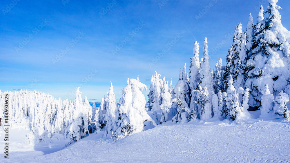 Obraz premium Snow covered trees under blue sky in the winter landscape of the high alpine at the ski resort of Sun Peaks in the Shuswap Highlands of central British Columbia, Canada