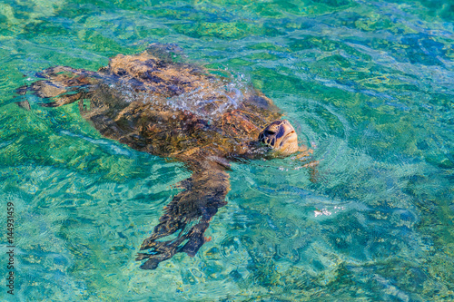 Zagrożony hawajski żółw morski zielony pływający na Oceanie Spokojnym