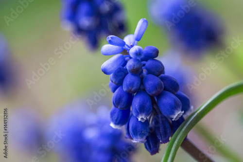 Blue flowers of muscari close