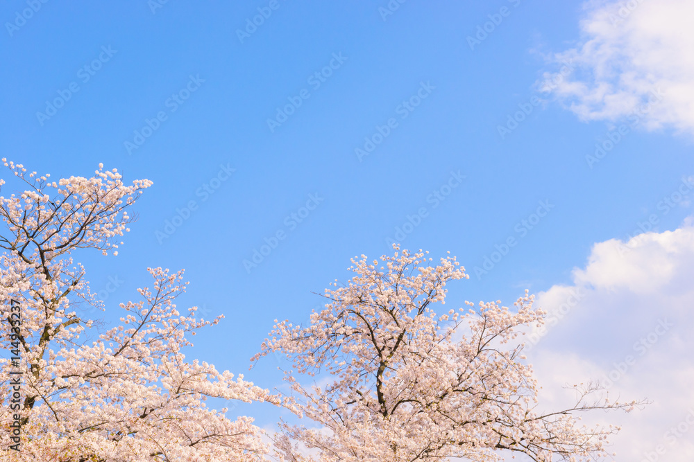 桜の花。日本を象徴する花木。