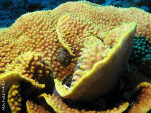 coral reef with hard coral turbinaria mesenterina at the bottom of tropical sea photo