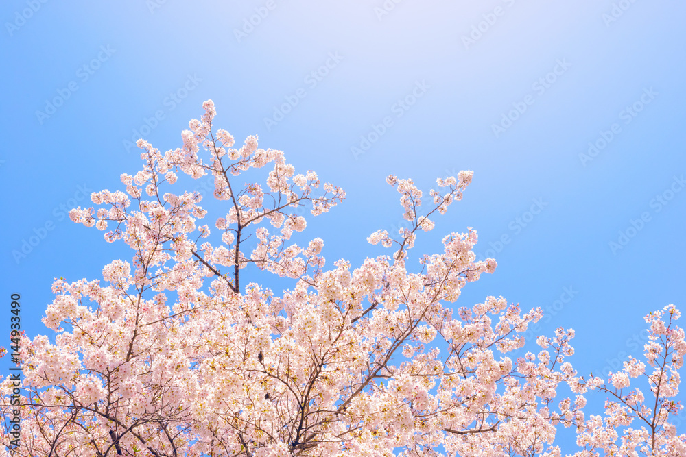 桜の花。日本を象徴する花木。