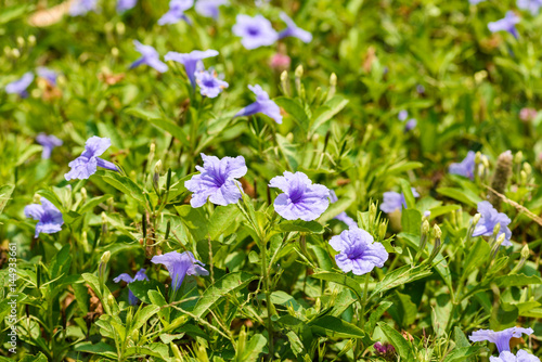 Purple Ruellia tuberosa flower in nature