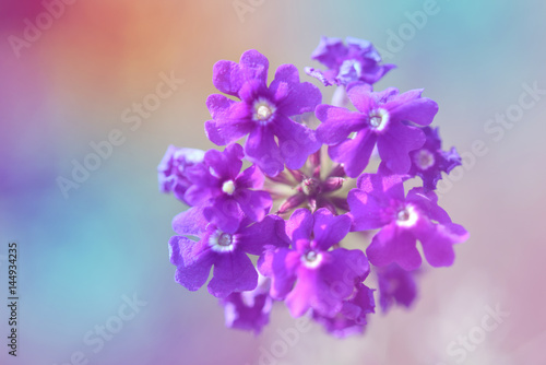 Purple flower © teerawat