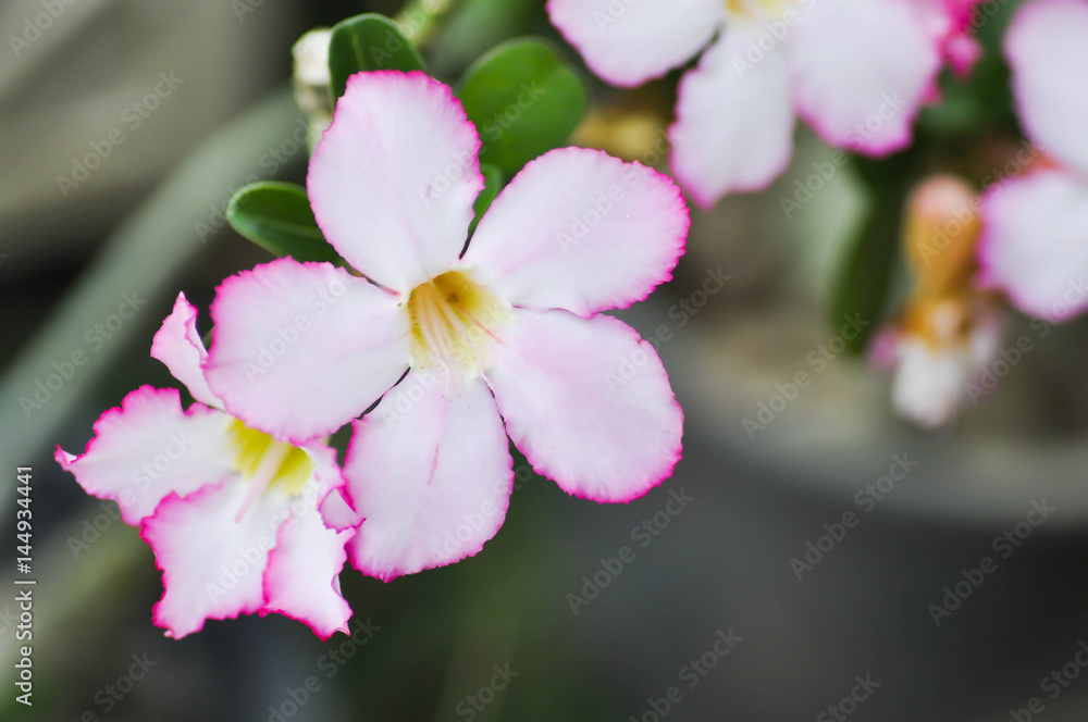 pink bignonia or desert rose pink bignonia or desert rose
