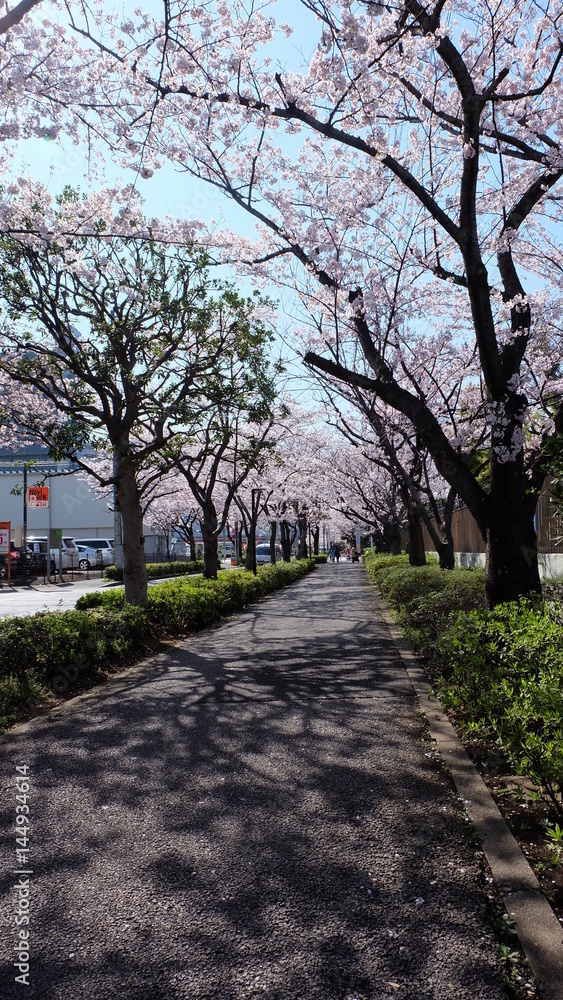 Road or walkway with rows of blooming cherry blossom trees on both side in a fine spring day, Japan.