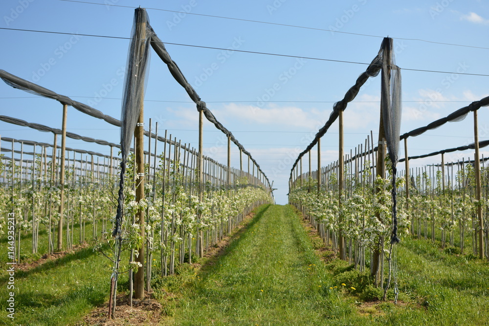 Obraz premium Blühende Apfelplantage unter Hagelnetzen