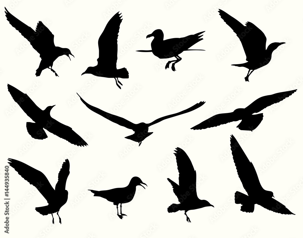 Obraz premium Set of seagulls silhouette flying, standing, swimming on water