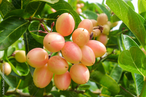 Fresh organic carandas-plum or bengal-currants hanging on tree,closeup shot.
