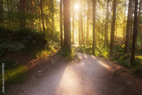 Green summer forest