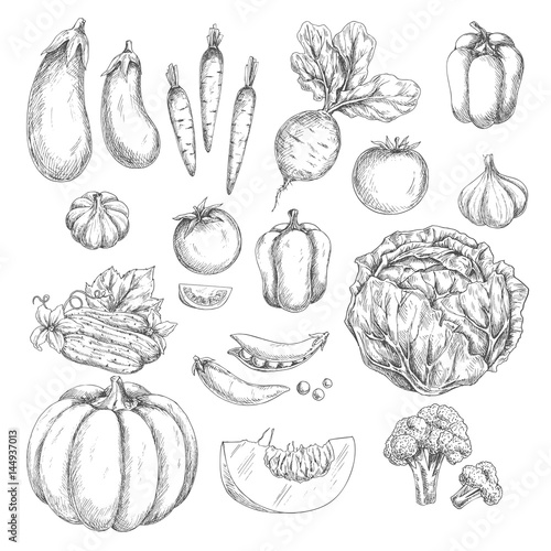 Vegetables sketch vector isolated icons