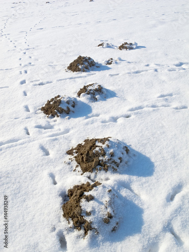Molehills on a snowy field with a miscanthus field in the background