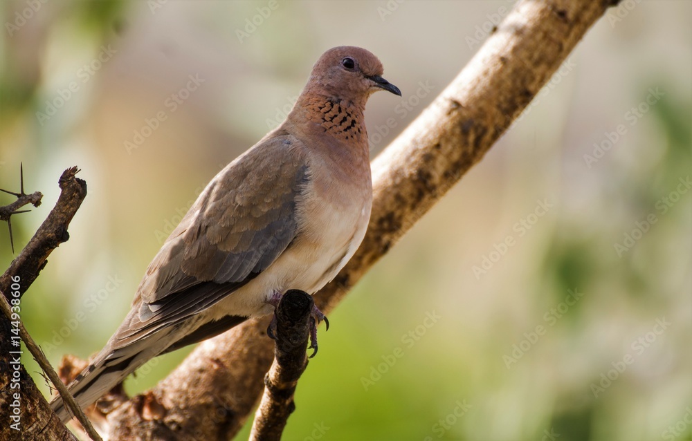 The mourning dove (Zenaida macroura) is a member of the dove family, Columbidae. The bird is also known as the American mourning dove or the rain dove, and erroneously as the turtle dove The mourning dove (Zenaida macroura) is a member of the dove family, Columbidae. The bird is also known as the American mourning dove or the rain dove, and erroneously as the turtle dove