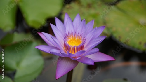 water lily