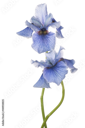 Fototapeta Naklejka Na Ścianę i Meble -  iris flower isolated