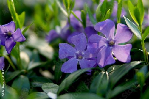 plants of periwinkle with flowers  spring background 