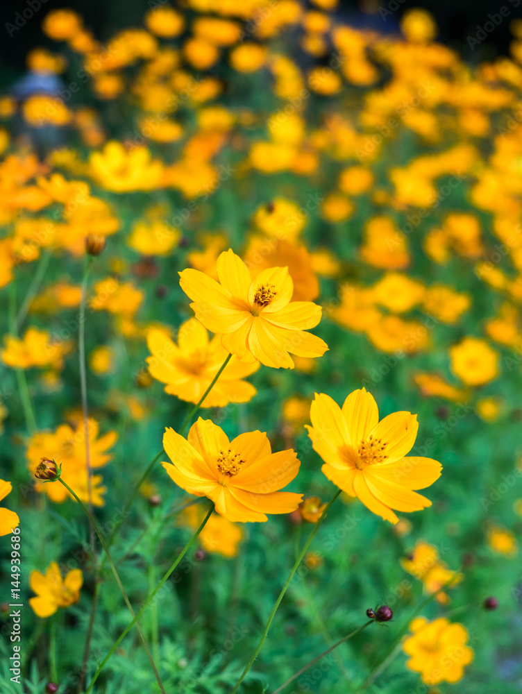 Obraz premium Orange yellow cosmos flower bloom in garden