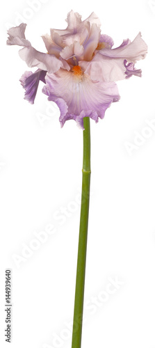 Fototapeta Naklejka Na Ścianę i Meble -  iris flower isolated