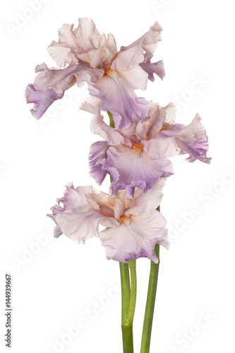 Fototapeta Naklejka Na Ścianę i Meble -  iris flowers isolated