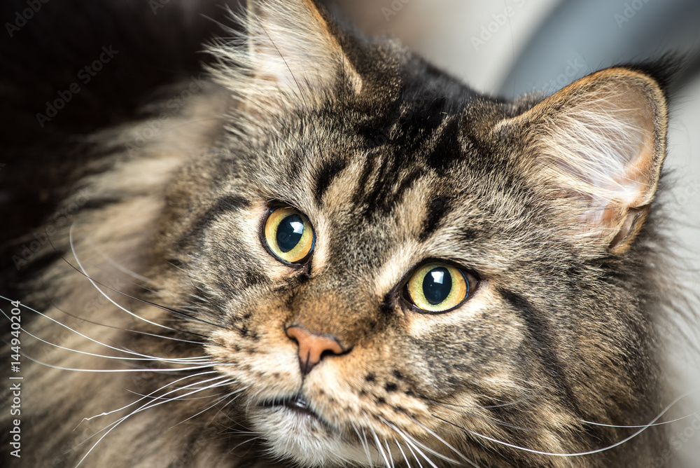 Portrait of a young maine coon male cat