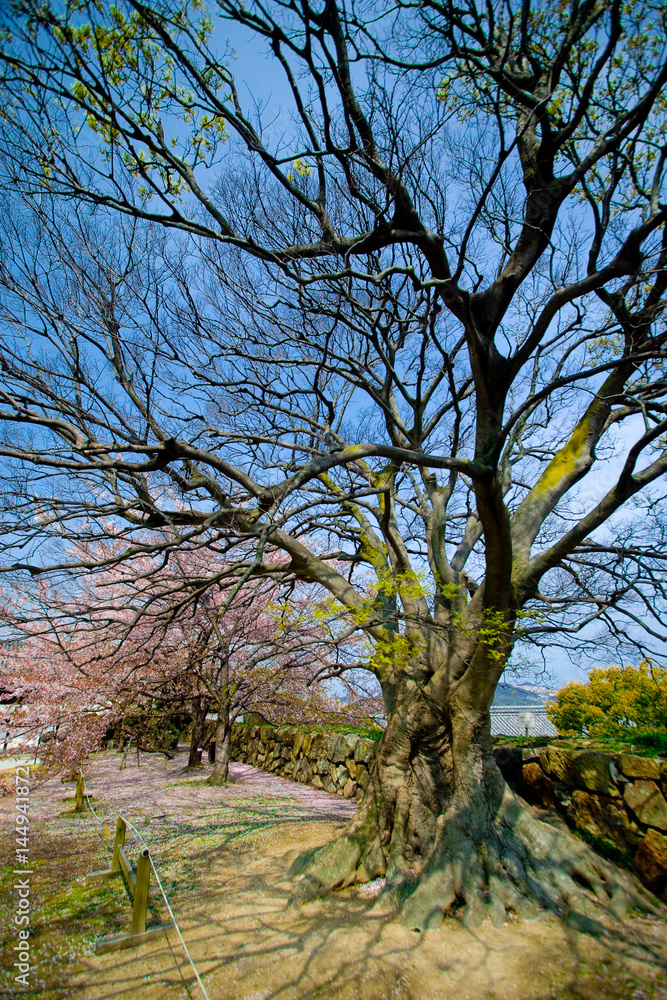 An empty branches of sakura trees (cherry blossom) with blue sky. An empty branches of sakura trees (cherry blossom) with blue sky.