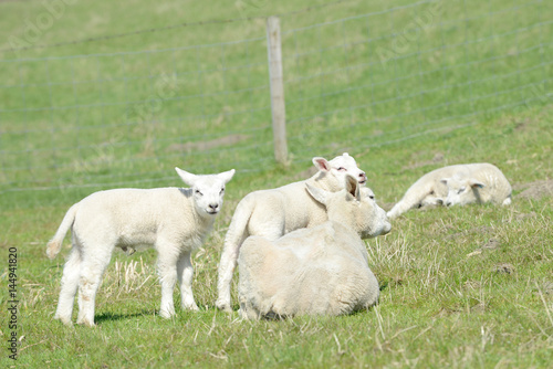 sheep lamb and ewe lying on meadow