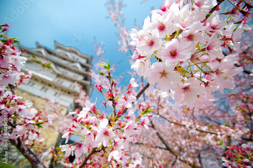 Cherry blossoms (Sakura flowers) with blurred background of Himeji castle and blue sky.