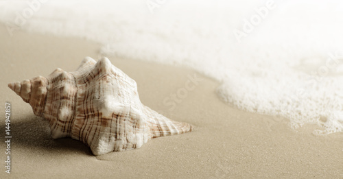 Shell on the beach © Soho A studio