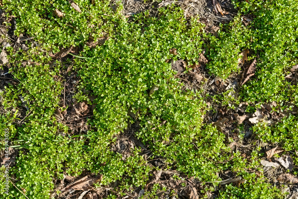 Obraz premium Leaves of grass and dry leaves background