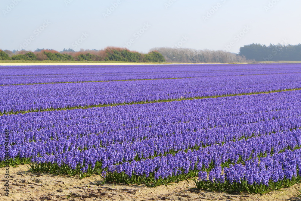 Obraz premium Champ de jacinthes en fleur
