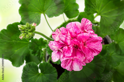 Fototapeta Naklejka Na Ścianę i Meble -  closeup of pink pelargonium flower bloom