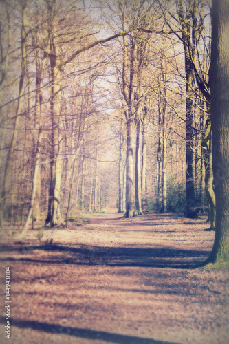 Low sun through trees in the woods