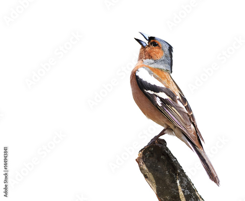  bird Chaffinch sings the song standing on a branch on white
