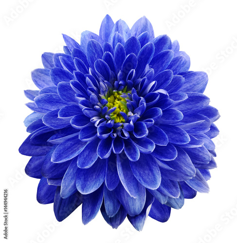 .Blue  flower chrysanthemum on white  isolated background with clipping path.  Closeup. no shadows. Nature.
