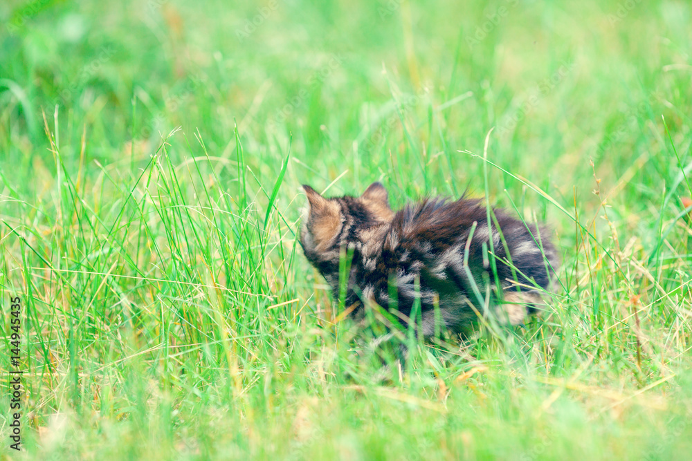 Cute little kitten walking on the grass