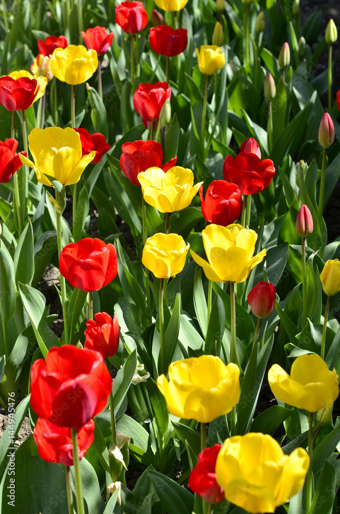 yellow and red tulips in the garden yellow and red tulips in the garden