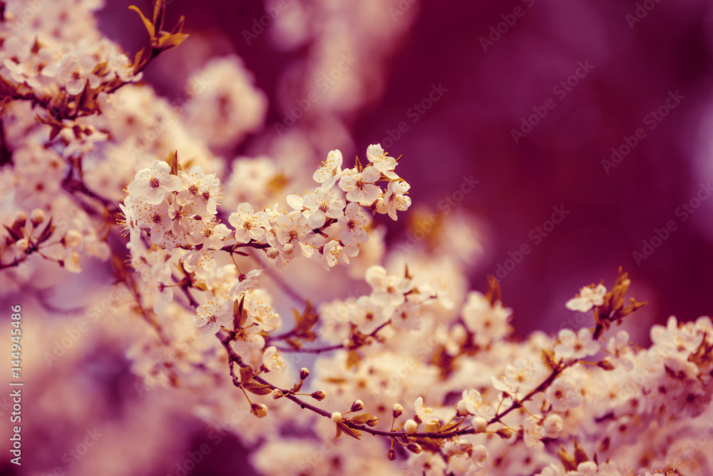 Pink vintage blossom cherry tree branches. Spring natural background