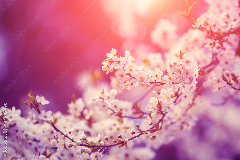 Pink vintage blossom cherry tree branches at sunrise. Spring natural background