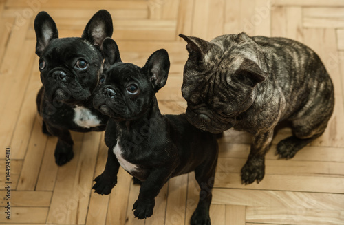 Three Beautiful French Bulldogs waiting for treats