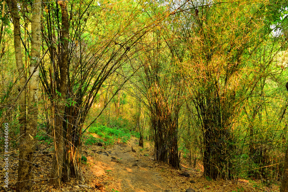 Bamboo forest in nature at landscape Bamboo forest in nature at landscape