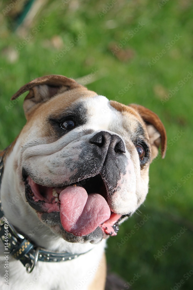 englische bulldoge portrait