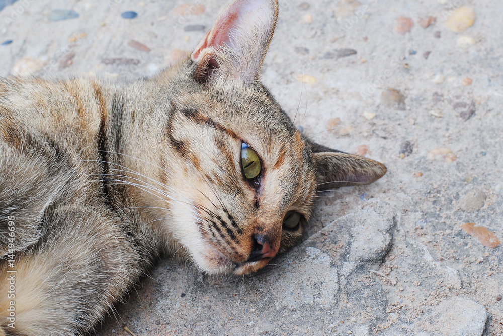 cat eyes pet animal background sleep look
