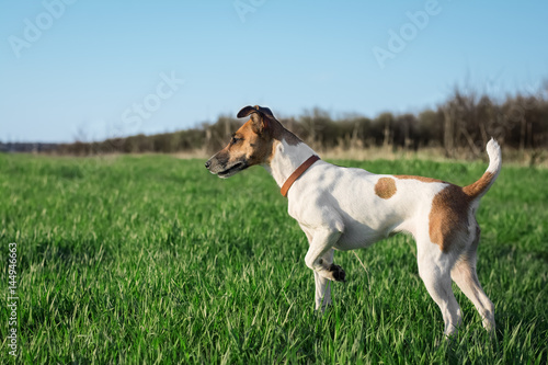 Dog on green grass on a sunny day